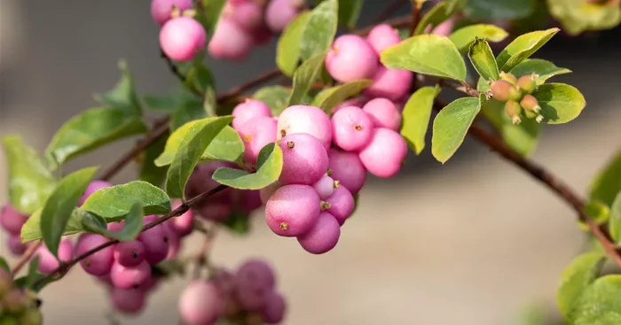 Symphoricarpos x doorenbosii ‚Mother of Pearl’${2}