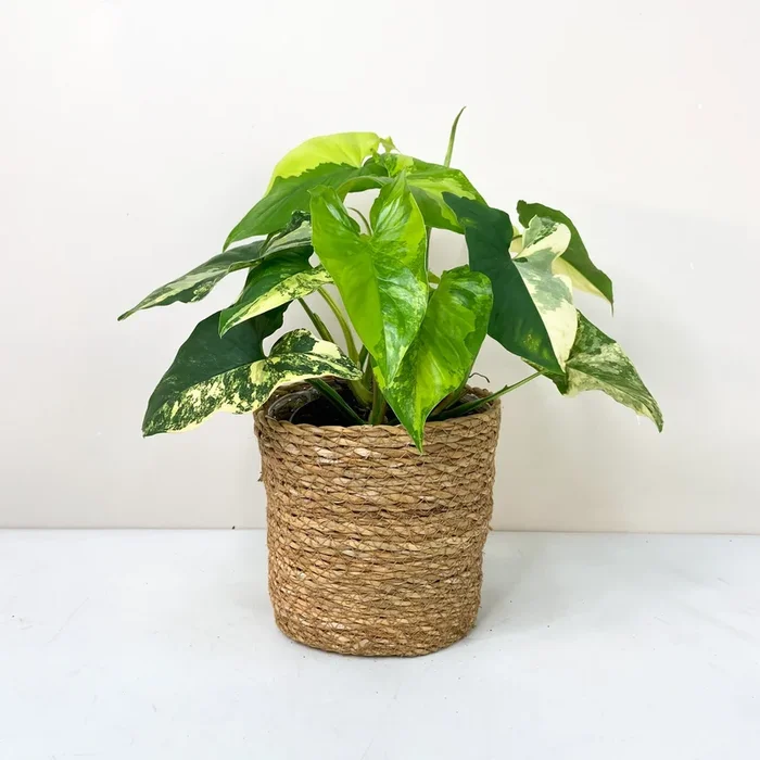 Syngonium Aurea