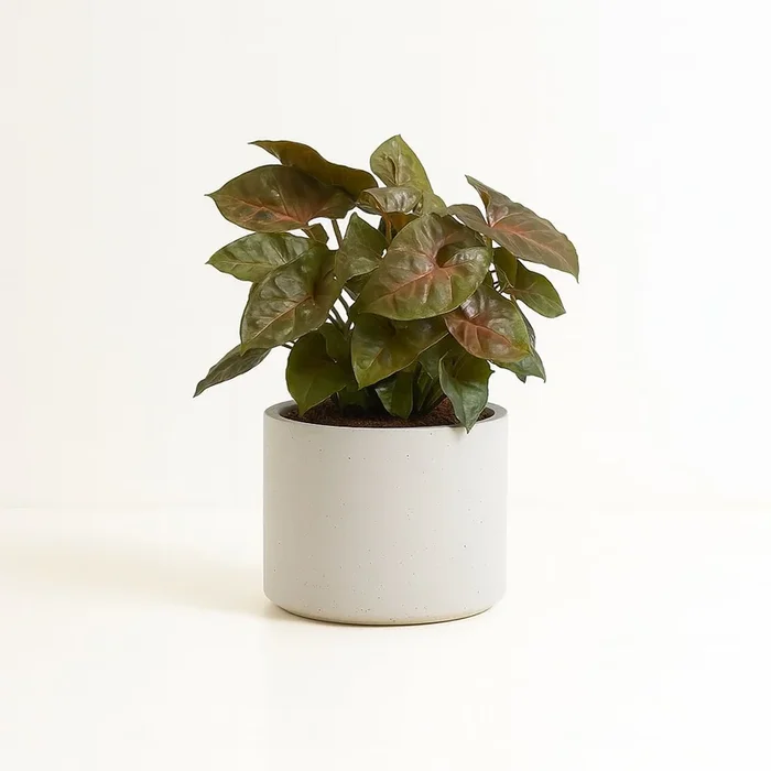 Syngonium Maria Feel Green – 25cm
