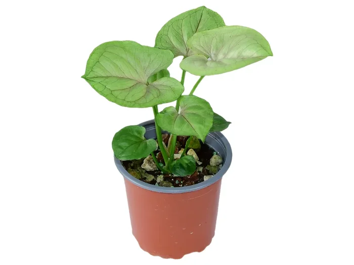 Syngonium podophyllum ‚Freckles‘ S (11 cm Topf)