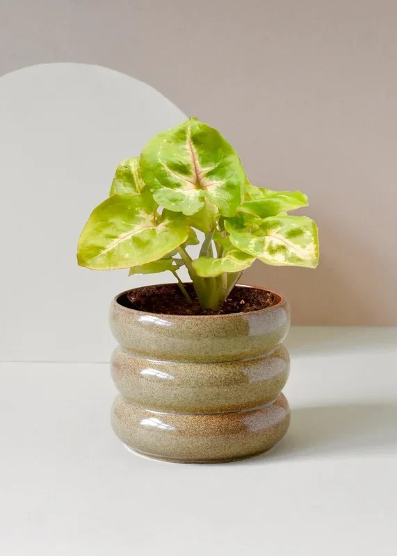 Syngonium podophyllum ‚Mango allusion‘ by Plant Circle