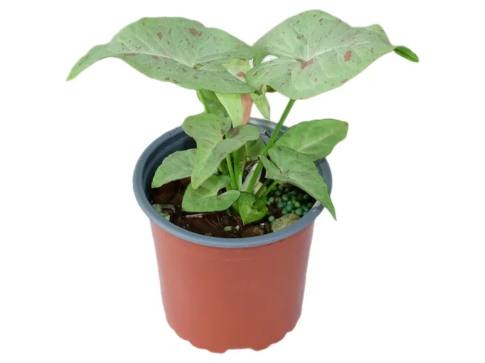 Syngonium podophyllum ‚Milk Confetti‘ S (11cm Topf)