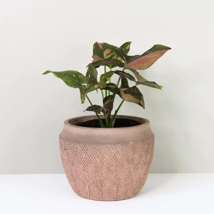 Syngonium Red Spot (Pink Splash)