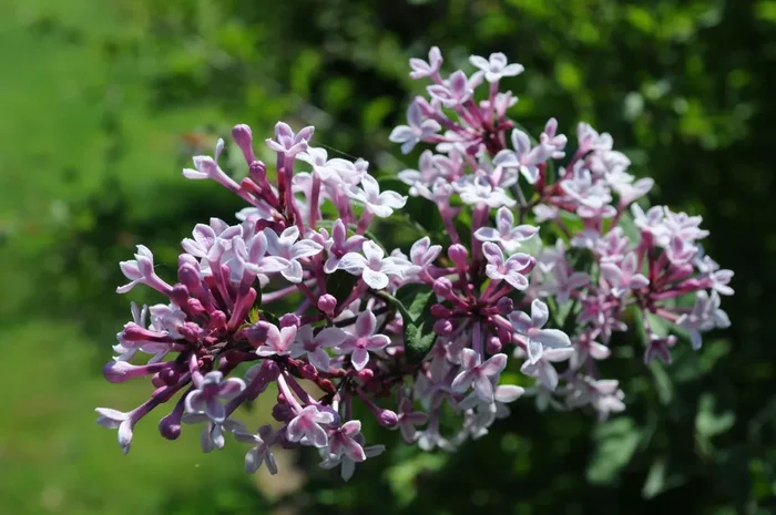 Syringa microphylla ‚Superba‘ (Flieder)