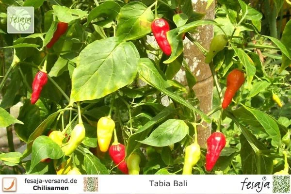 Tabia Bali · Chili · Samen