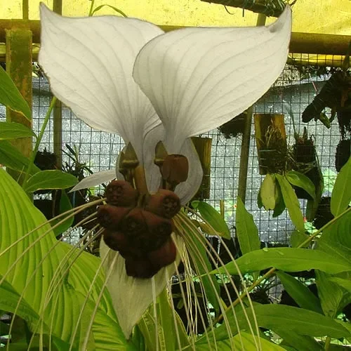 Tacca Chantrieri ‚Nivea‘