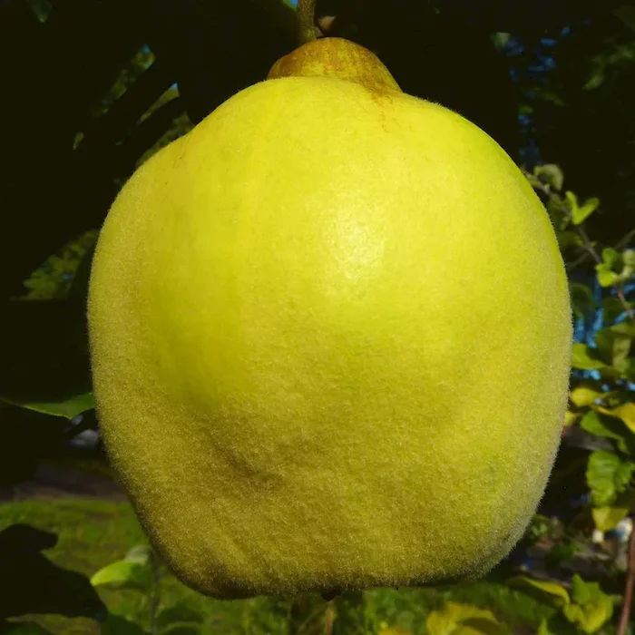 Tafelquitte Ayva ® Buschbaum
