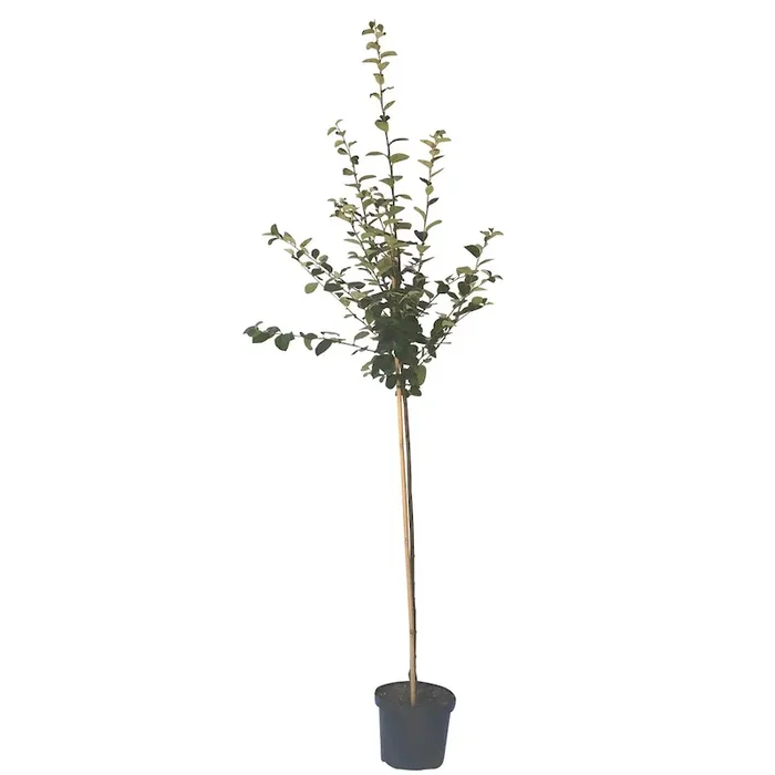 Tafelquitte Ayva ® Halbstamm