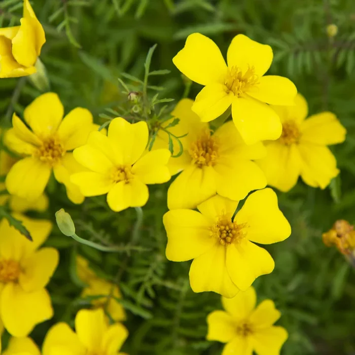 Tagetes tenuifolia