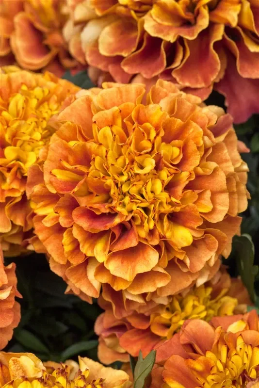 Tagetessamen ‚Strawberry Blonde‘