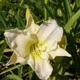 Taglilie (Hemerocallis ‚Joan Senior‘)