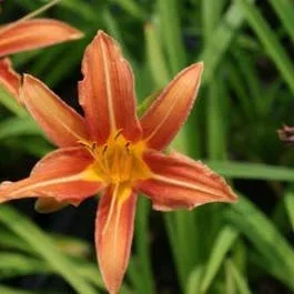 Taglilie (Hemerocallis ‚Margaret Perry‘)