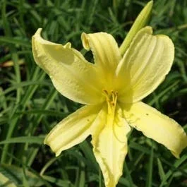 Taglilie (Hemerocallis citrina)