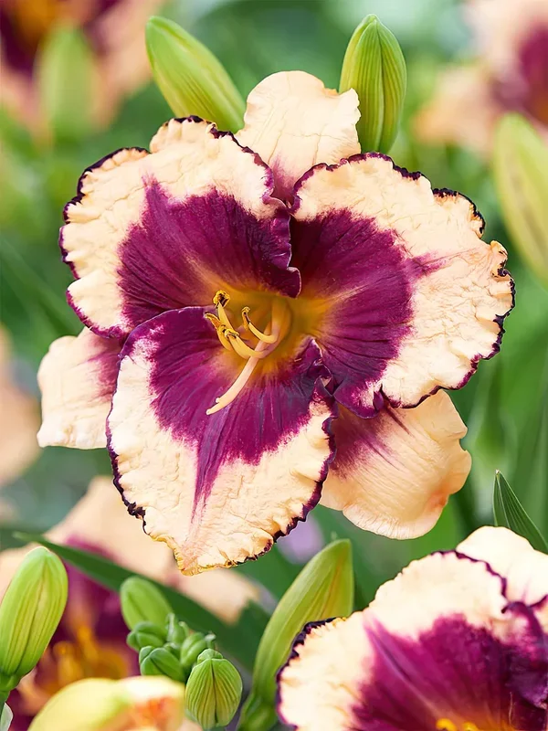 Taglilie Tropical Surprise (Hemerocallis)