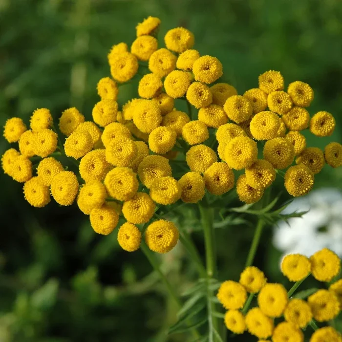 Tanacetum vulgare