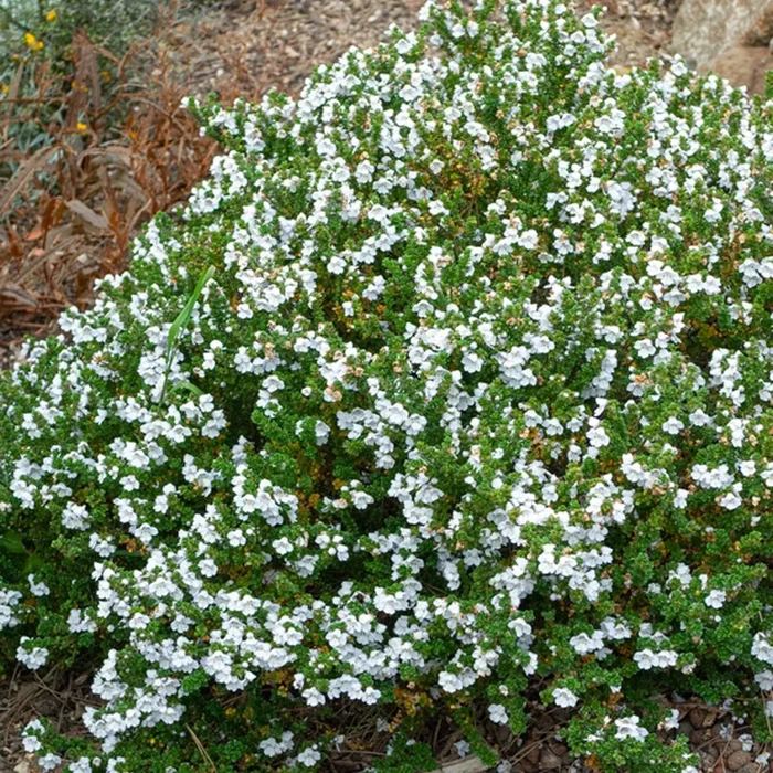 Tasmanische Strauchminze