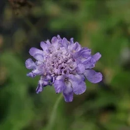 Taubenkraut/Grindkraut (Scabiosa columbaria ‚Butterfly Blue‘) BIO