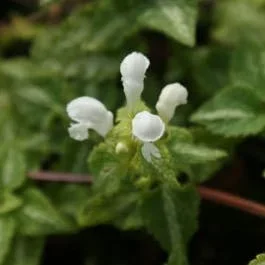 Taubnessel (Lamium maculatum ‚Album‘)
