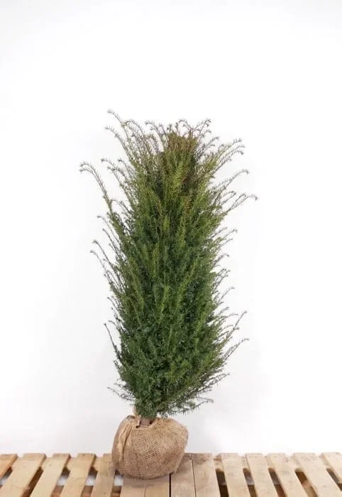 Taxus Baccata im Topf 180/200 cm