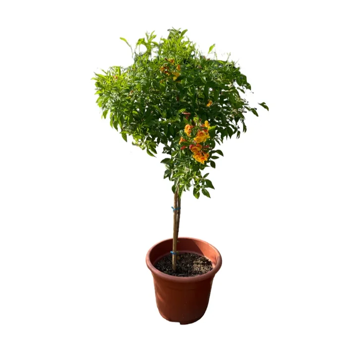 Tecoma ‚Orange Jubilee‘ (1.7m)