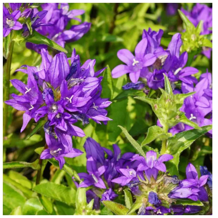 Teppichglockenblume Birch – Campanula portenschlagiana