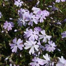 Teppichphlox (Phlox subulata ‚Benita‘)