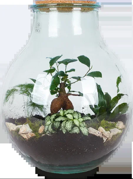 Terrarium kugelförmige Flasche (Flaschengarten) (L)