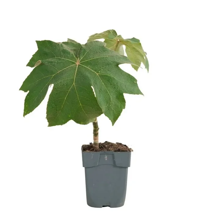 Tetrapanax papyrifera – Reispapierbaum