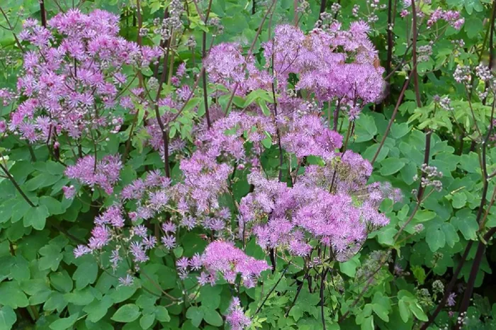 Thalictrum aquilegifolium ‚Black Stockings‘ (Akeleiblättrige Wiesenraute)