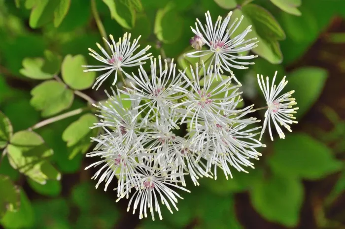 Thalictrum aquilegifolium ‚White Clouds‘ (Akeleiblättrige Wiesenraute)