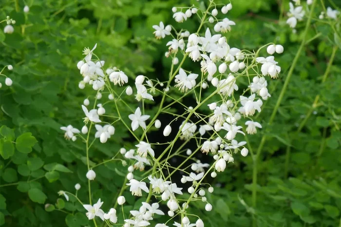 Thalictrum delavayi ‚Splendide White‘ (Wiesenraute)