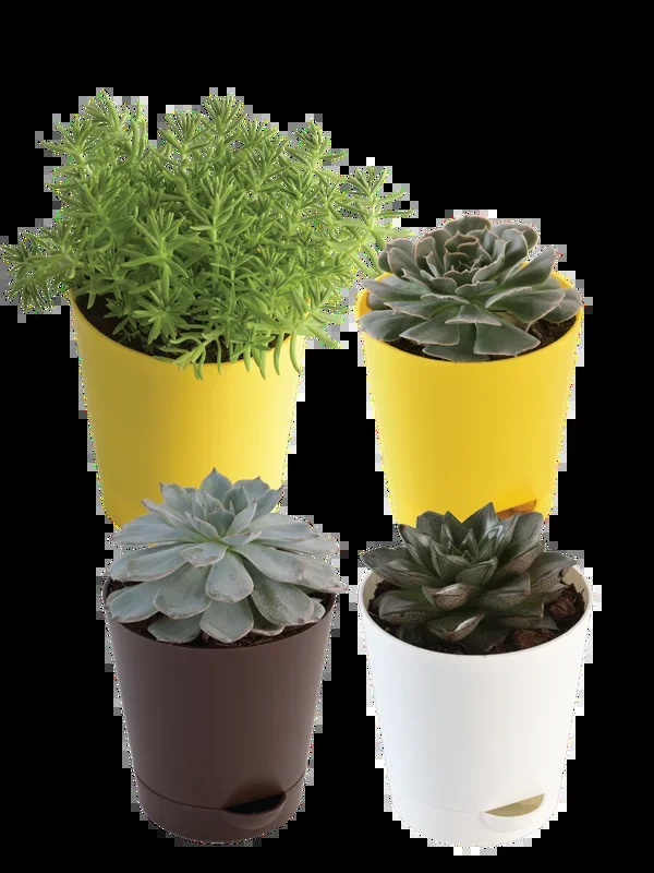 The Tabletop Succulent Bundle
