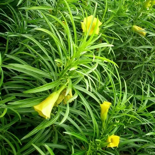 Thevetia Peruviana