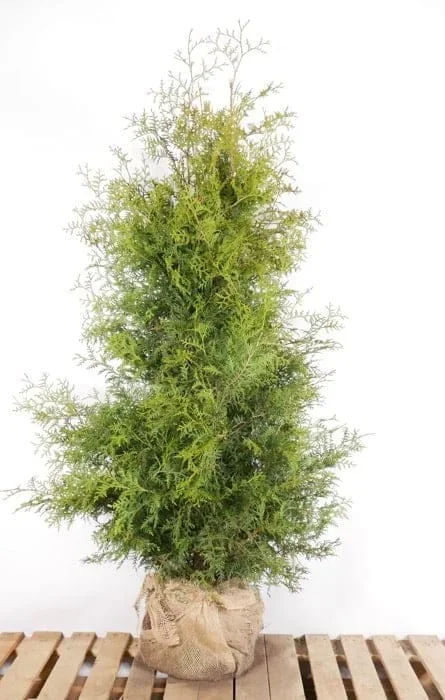 Thuja Brabant 225/250 cm