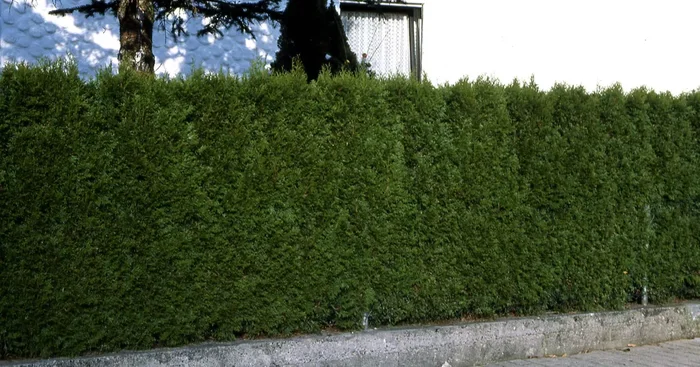 Thuja occidentalis ‚Smaragd‘