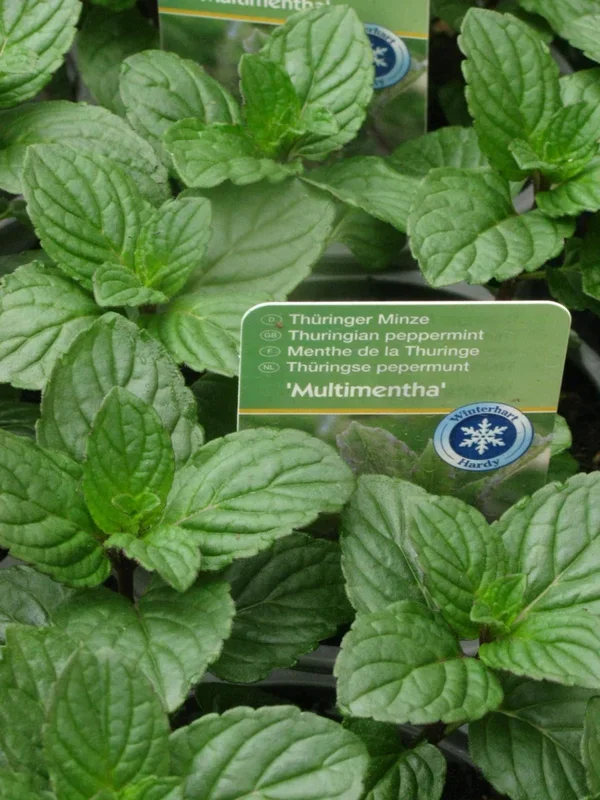 Thüringer Minze – Mentha x piperita „Multimentha“