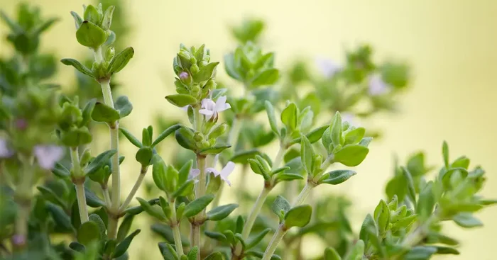 Thymian Kugelthymian