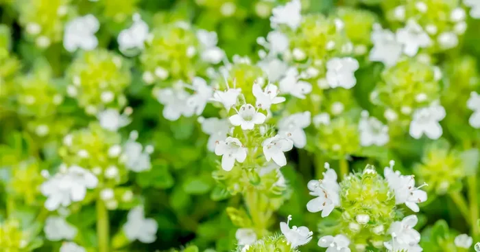 Thymus praecox ‚Albiflorus‘