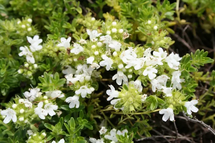 Thymus serpyllum ‚Albus‘ (Garten-Thymian)