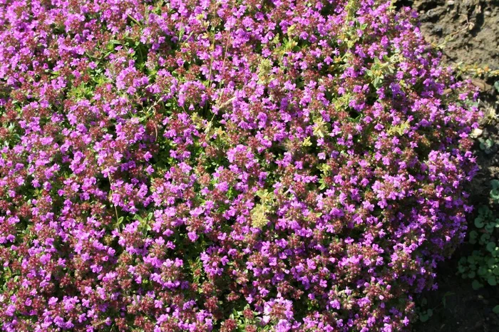 Thymus serpyllum ‚Coccineus‘ (Sand-Thymian)