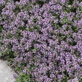 Thymus Serpyllum 9 cm