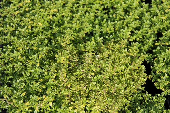Thymus x citriodorus ‚Bertram Anderson‘ (Garten-Thymian)