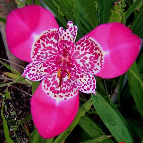 Tigridia Pavonia ‚Lilacea‘
