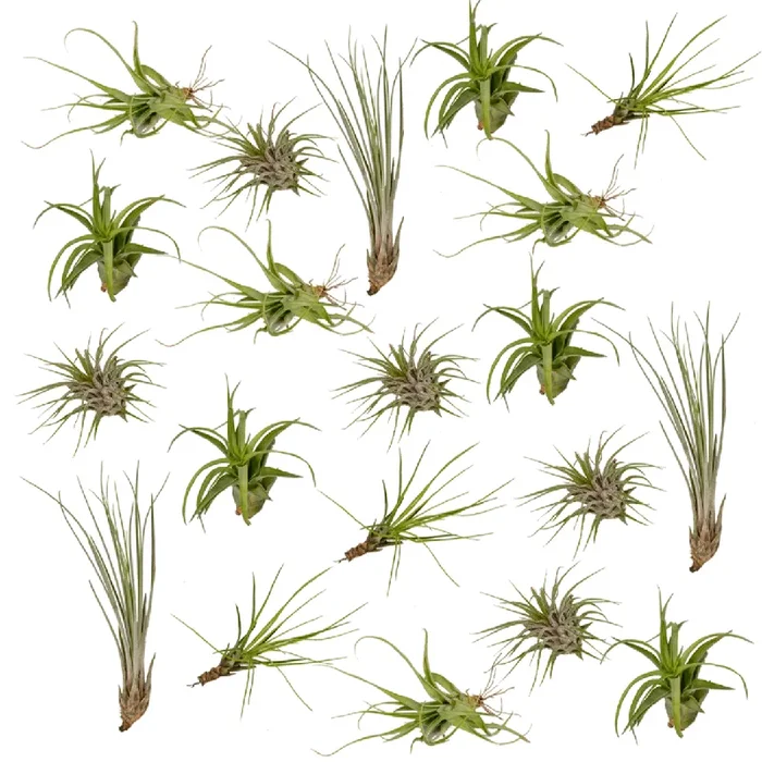 Tillandsia-Mix (20 Stück) – 6cm