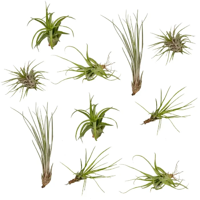 Tillandsia-Mix – 10 Stück – 6cm