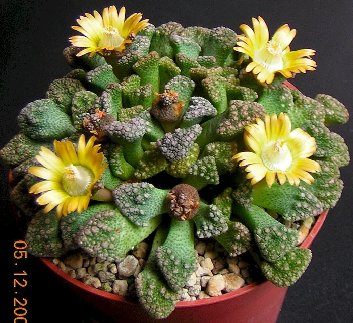 Titanopsis calcarea