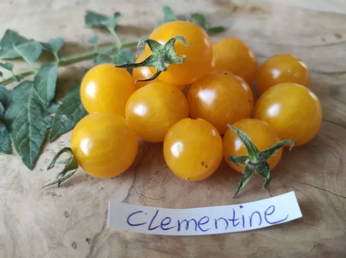 Tomate „Clementine“