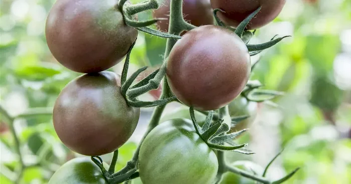 Tomate Black Cherry F1