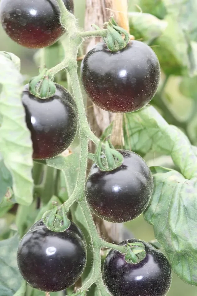 Tomate, Blue Indigo Rose, Lycopersicon lycopersicum