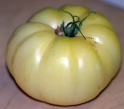 Tomate Great White